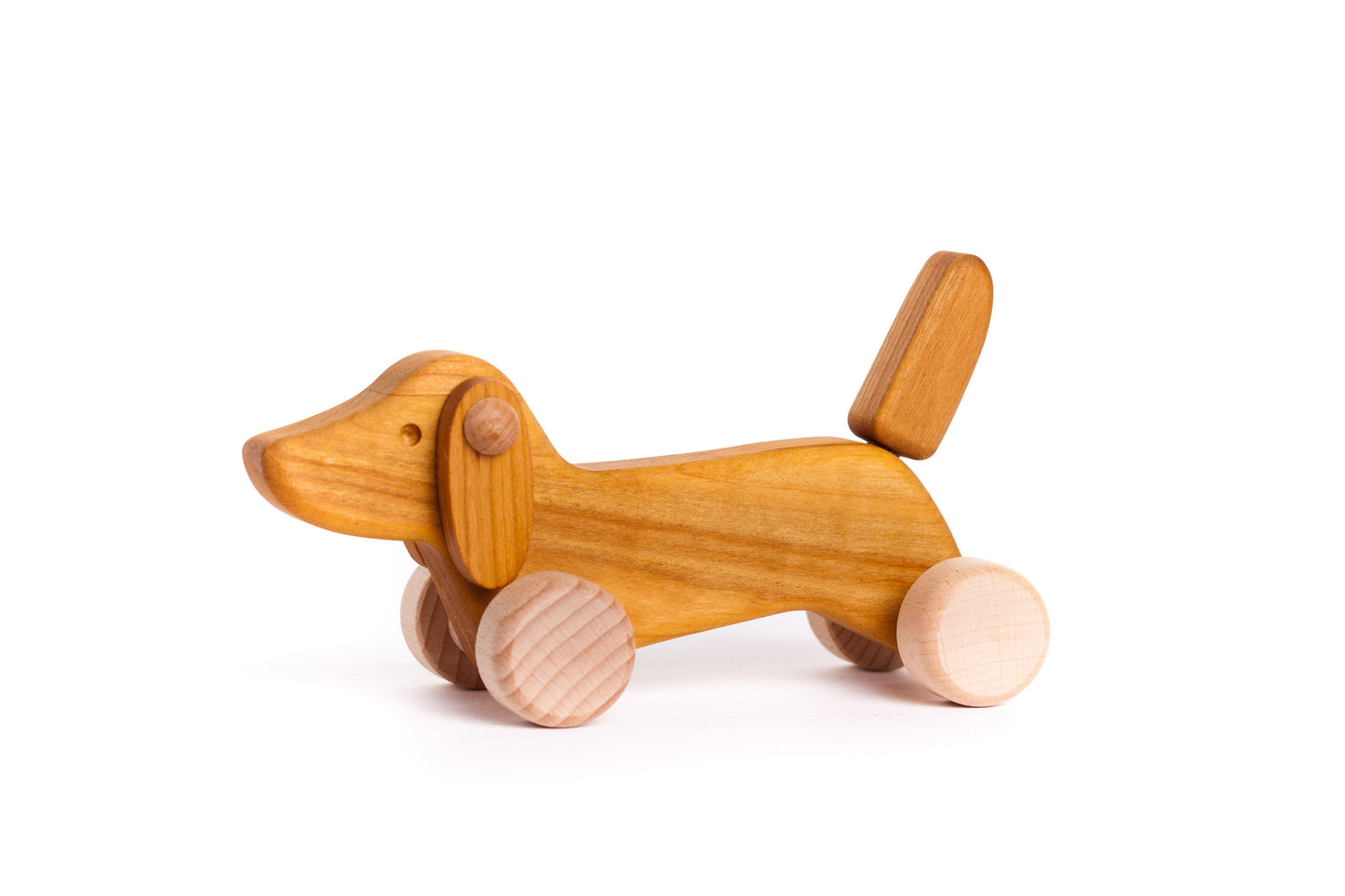 Dachshund puppy