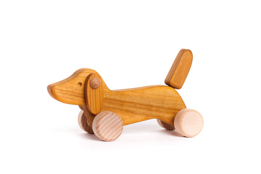 Dachshund puppy